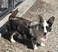 TUNDRA, a female Cardigan Welsh Corgi for sale in Walker, IA – 8 of 8