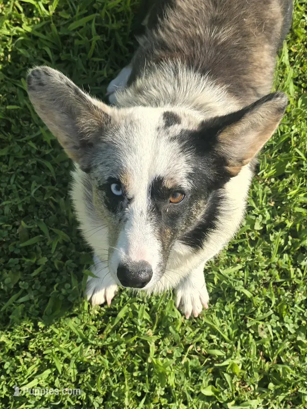 TUNDRA – Cardigan Welsh Corgi puppy for sale in Walker, IA
