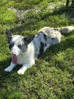 SILVIA, a female Cardigan Welsh Corgi for sale in Walker, IA – 3 of 5