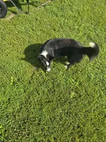 ROCKET , a male Cardigan Welsh Corgi for sale in Walker, IA – 7 of 10