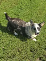 TUNDRA, a female Cardigan Welsh Corgi for sale in Walker, IA – 3 of 8