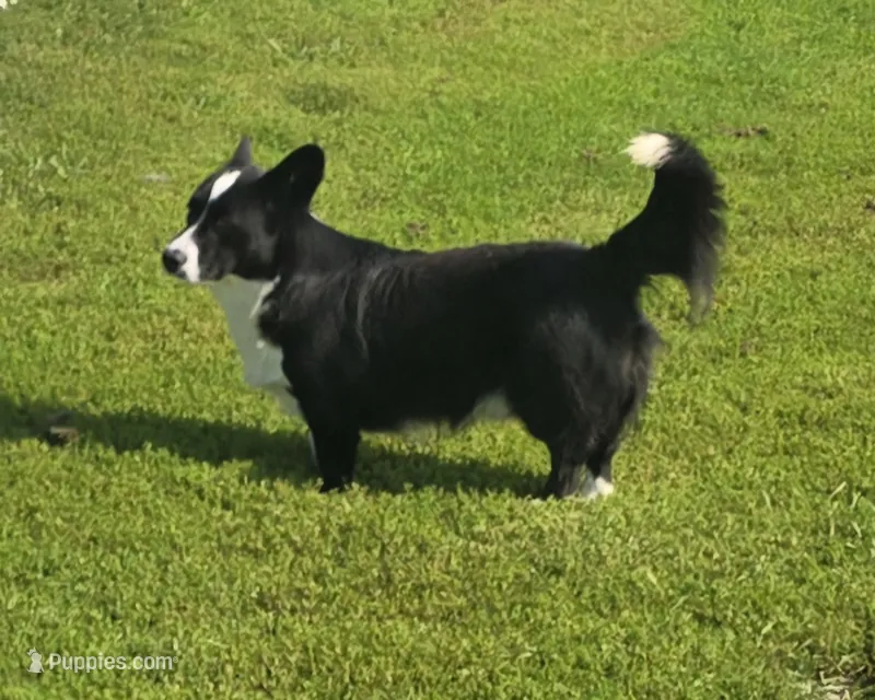 ROCKET  – Cardigan Welsh Corgi puppy for sale in Walker, IA