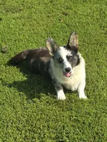 TUNDRA, a female Cardigan Welsh Corgi for sale in Walker, IA – 4 of 8
