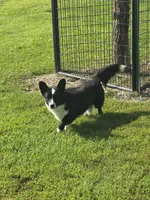 ROCKET , a male Cardigan Welsh Corgi for sale in Walker, IA – 9 of 9