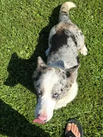 SILVIA, a female Cardigan Welsh Corgi for sale in Walker, IA – 2 of 5