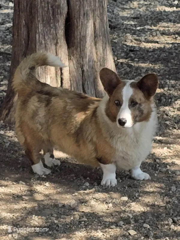 BRINN – Cardigan Welsh Corgi puppy for sale in Walker, IA