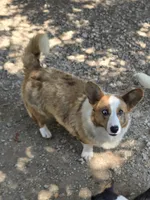 BRINN, a female Cardigan Welsh Corgi for sale in Walker, IA – 2 of 6