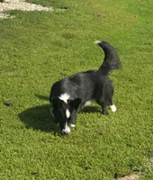 ROCKET , a male Cardigan Welsh Corgi for sale in Walker, IA – 3 of 9