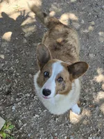 BRINN, a female Cardigan Welsh Corgi for sale in Walker, IA – 3 of 6