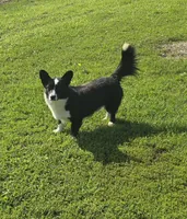ROCKET , a male Cardigan Welsh Corgi for sale in Walker, IA – 3 of 10
