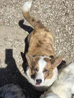 BRINN, a female Cardigan Welsh Corgi for sale in Walker, IA – 4 of 6