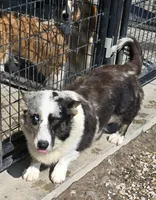 TUNDRA, a female Cardigan Welsh Corgi for sale in Walker, IA – 6 of 8
