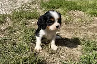 Patrick, a male Cavalier King Charles Spaniel for sale in Buffalo, MO – 7 of 10