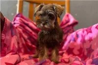 Chica, a female Miniature Schnauzer for sale in Buffalo, MO – 8 of 9