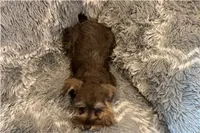 Chela, a female Miniature Schnauzer for sale in Buffalo, MO – 4 of 6