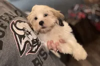 Carter, a male Lhasa Apso for sale in Buffalo, MO – 2 of 10