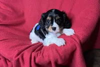 Rhett, a male Cavalier King Charles Spaniel for sale in Buffalo, MO – 5 of 10