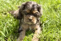 Rusty, a male Cocker Spaniel for sale in Buffalo, MO – 1 of 10
