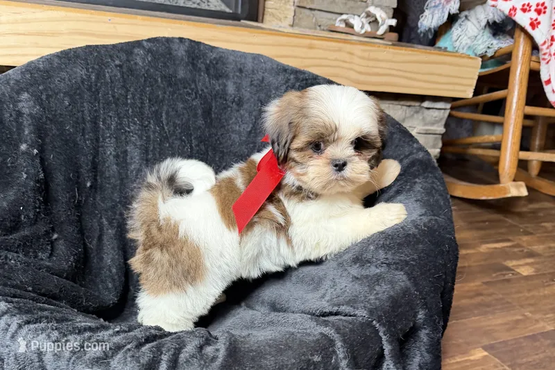 Lainey- AKC Champion Bloodlines – Lhasa Apso puppy for sale in Buffalo, MO