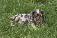 Snickers, a male Cocker Spaniel for sale in Buffalo, MO – 4 of 10