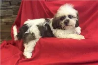Teo, a male Lhasa Apso for sale in Buffalo, MO – 5 of 6