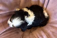 Rosey, a female Cavalier King Charles Spaniel for sale in Buffalo, MO – Photo 2 of 7