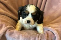 Rosey, a female Cavalier King Charles Spaniel for sale in Buffalo, MO – Photo 4 of 7