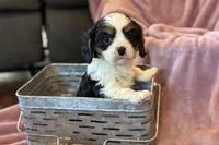 Rosey, a female Cavalier King Charles Spaniel for sale in Buffalo, MO – Photo 7 of 7