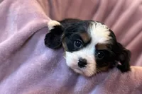 Rosey, a female Cavalier King Charles Spaniel for sale in Buffalo, MO – Photo 1 of 7