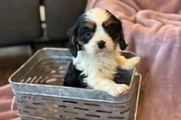 Rosey, a female Cavalier King Charles Spaniel for sale in Buffalo, MO – Photo 6 of 7