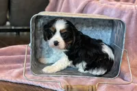 Rosey, a female Cavalier King Charles Spaniel for sale in Buffalo, MO – Photo 5 of 7