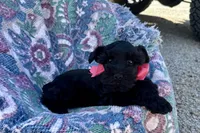 AKC Ariel, a female Miniature Schnauzer for sale in Buffalo, MO – 7 of 10