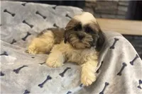 Tyson, a male Lhasa Apso for sale in Buffalo, MO – 5 of 6