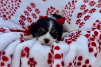 Paisley , a female Cavalier King Charles Spaniel for sale in Buffalo, MO – 5 of 9