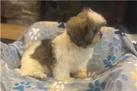 Twix, a male Lhasa Apso for sale in Buffalo, MO – 4 of 6