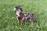Snickers - AKC Champion Background, a male Cocker Spaniel for sale in Buffalo, MO – 4 of 8
