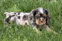 Snickers, a male Cocker Spaniel for sale in Buffalo, MO – 8 of 10