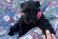 AKC Ariel, a female Miniature Schnauzer for sale in Buffalo, MO – 2 of 10