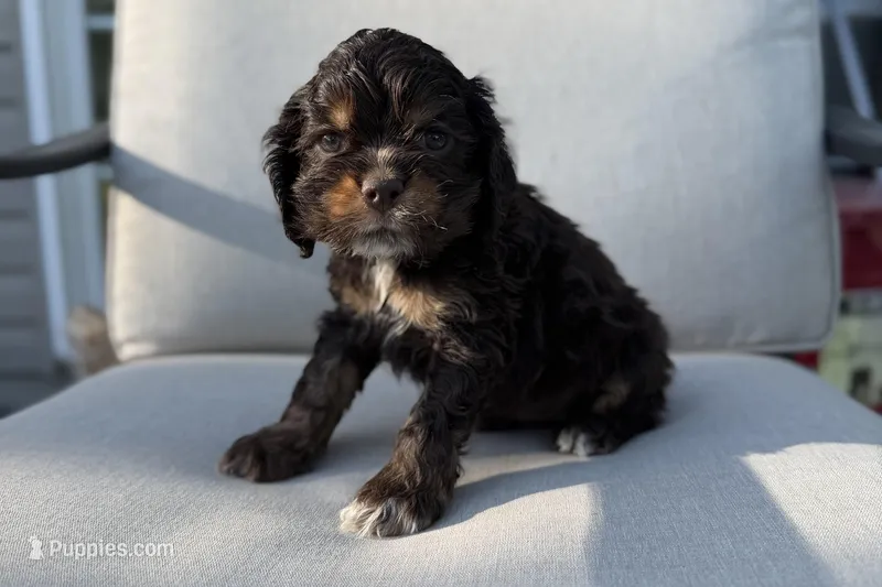 Mackenzie – Cocker Spaniel puppy for sale in Buffalo, MO
