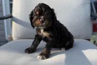 Mackenzie, a female Cocker Spaniel for sale in Buffalo, MO – 1 of 8