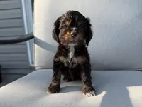Mackenzie, a female Cocker Spaniel for sale in Buffalo, MO – 6 of 8