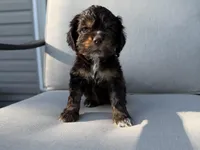 Mackenzie, a female Cocker Spaniel for sale in Buffalo, MO – 8 of 8