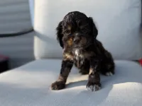 Mackenzie, a female Cocker Spaniel for sale in Buffalo, MO – 2 of 8