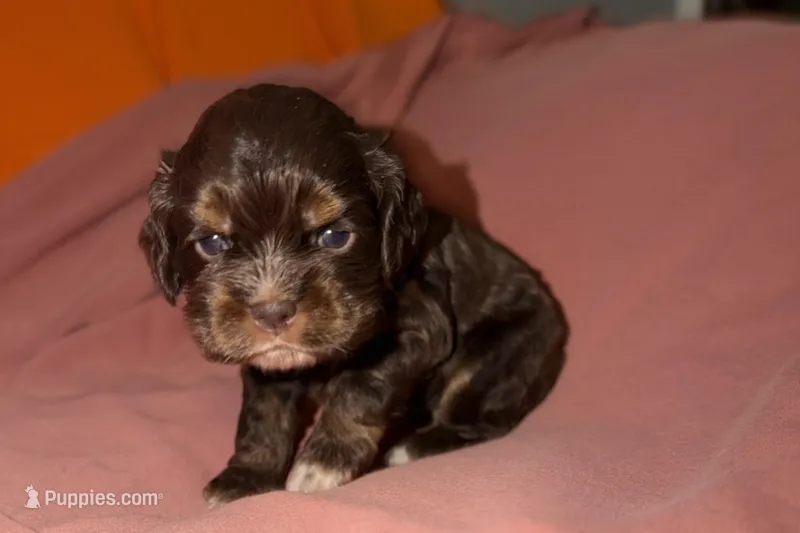 Mackenzie – Cocker Spaniel puppy for sale in Buffalo, MO