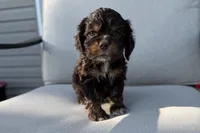 Mackenzie, a female Cocker Spaniel for sale in Buffalo, MO – 4 of 8