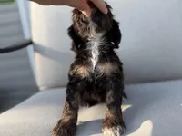 Mackenzie, a female Cocker Spaniel for sale in Buffalo, MO – 3 of 8