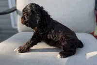 Mackenzie, a female Cocker Spaniel for sale in Buffalo, MO – 7 of 8