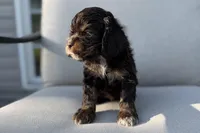 Mackenzie, a female Cocker Spaniel for sale in Buffalo, MO – 5 of 8