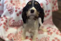 Mochi, a female Cavalier King Charles Spaniel for sale in Buffalo, MO – 6 of 10