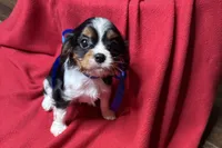 River, a female Cavalier King Charles Spaniel for sale in Buffalo, MO – 3 of 9
